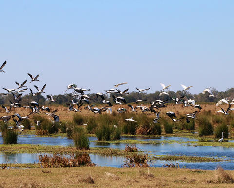 A flock of birds taking flight in a marsh.