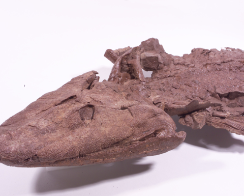A fossil.