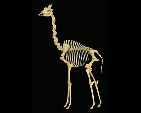 A skeleton of a giraffe.