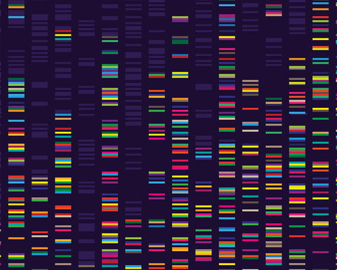 A colorful representation of genetic information.