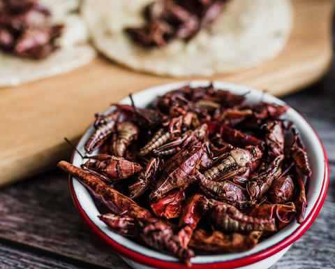 A dish of cooked grasshoppers.