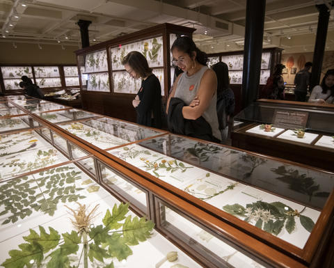 Guests viewing the glass flowers gallery.