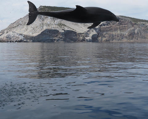 A leaping bottlenose dolphin.