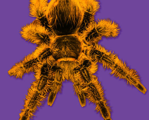 A brightly colored desig of a large spider.