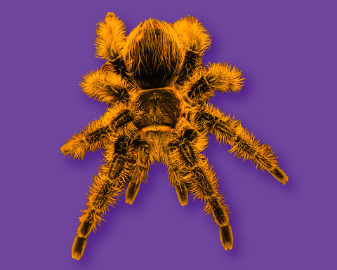 A brightly colored design of a large spider.