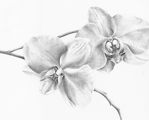 A pencil sketch of some orchid blossoms.