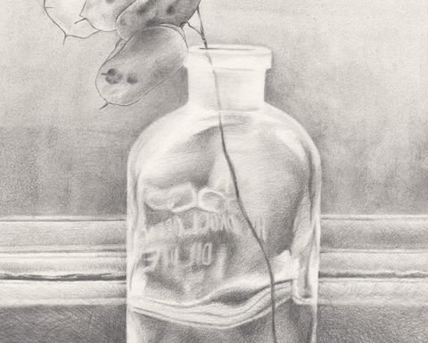 A pencil still life sketch of a plant in a clear glass jar.