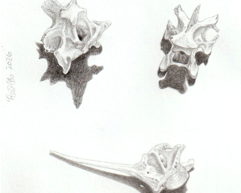 A pencil sketch of three loose vertebrae.
