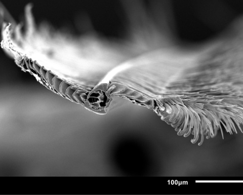 A microscopy photo of a cross-section of a feather.