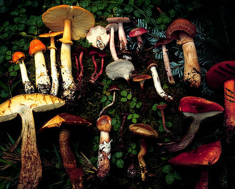 Several mushrooms, picked and laid out on a bed of greens.