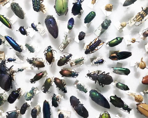 A concentric display of colorful beetles.