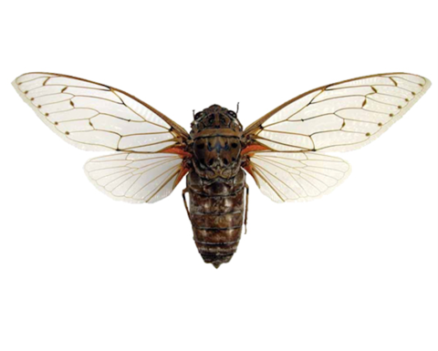 A pinned and preserved Empress Cicada.