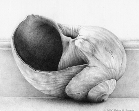 A pencil sketch of a shell.