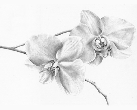 A pencil sketch of two orchids.