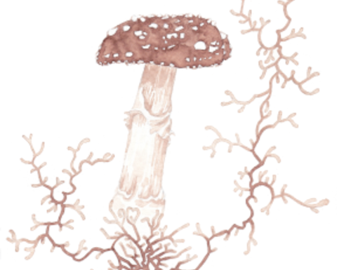 An illustration of a mushroom and hyphae made with fungal pigments.