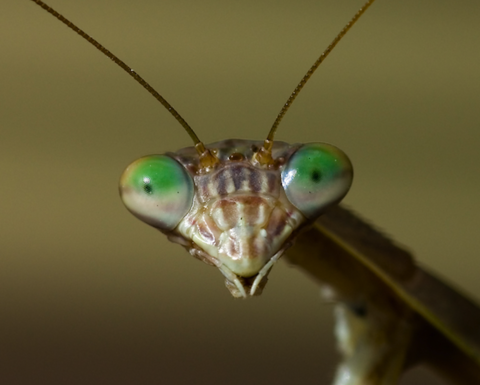 A closeup of a praying mantid's face.