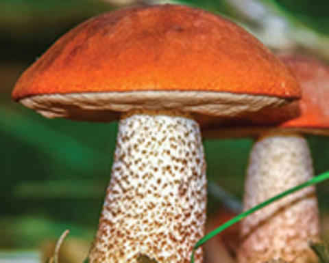 Two Red Capped Mushrooms.