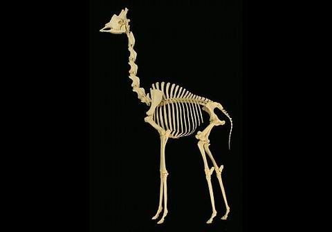 A skeleton of a giraffe.